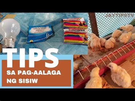 TAMANG PAGLALAGAY NG VITAMINS AT ILAW NG 45 DAYS .